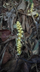 Balanophora latisepala
