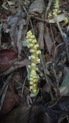 Balanophora latisepala