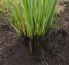 Festuca costata