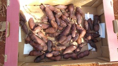 Hymenaea stigonocarpa