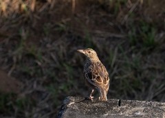 Mirafra rufocinnamomea