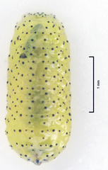 Gonipterus platensis