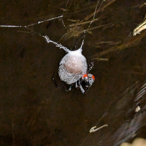 Southern black widow
