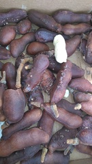 Hymenaea stigonocarpa