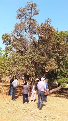 Hymenaea stigonocarpa