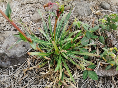 Oenothera stricta
