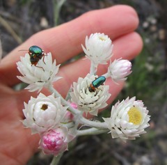 Achyranthemum paniculatum