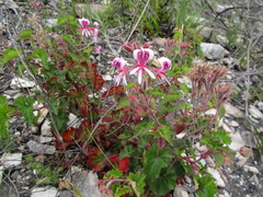Achyranthemum paniculatum