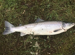 Salmo salar
