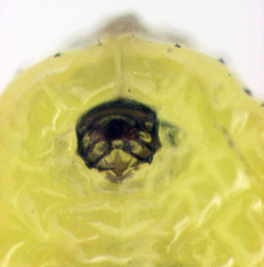 Gonipterus platensis