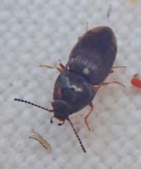 Hypnoidus abbreviatus