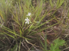 Pelargonium alchemilloides
