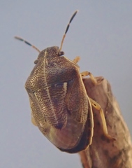Neottiglossa undata