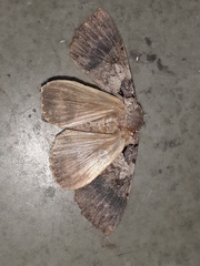 Noctuoidea