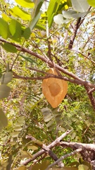 Pterodon emarginatus