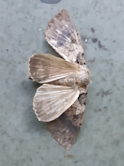 Noctuoidea