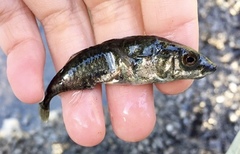 Gasterosteus islandicus