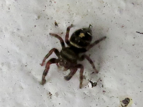 Bold Jumping Spider photographed in New Jersey