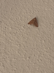 Mocis frugalis