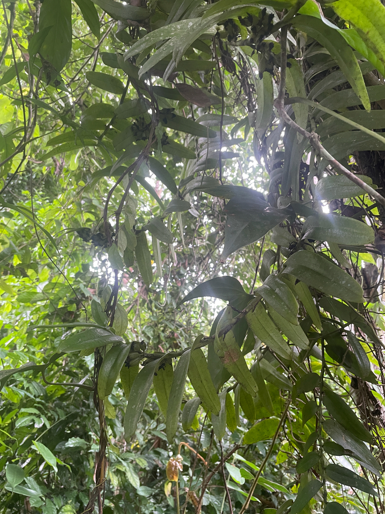 Calyptrochilum emarginatum