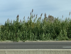 Arundo donax