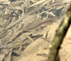 Aphyocypris normalis