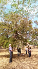 Pterodon emarginatus