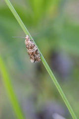 Celypha flavipalpana