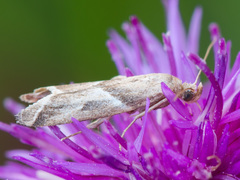 Nyctegretis lineana