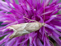 Nyctegretis lineana