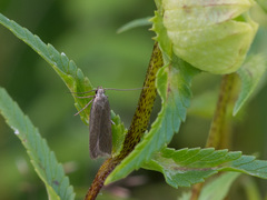 Acompsia cinerella