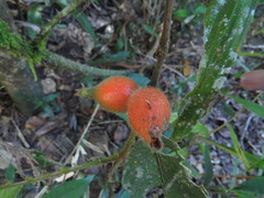 Atractocarpus hirtus