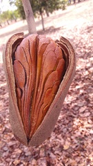 Swietenia macrophylla