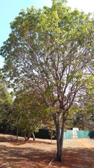 Swietenia macrophylla