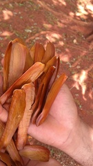 Swietenia macrophylla