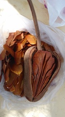 Swietenia macrophylla