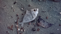 Leiognathidae