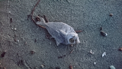 Leiognathidae