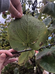 Cercis canadensis