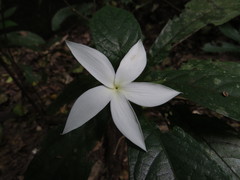 Atractocarpus hirtus