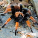 Redleg Tarantulas - Photo (c) Francisco Farriols Sarabia, some rights reserved (CC BY), uploaded by Francisco Farriols Sarabia