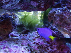 Chrysiptera parasema