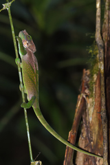 Calumma oshaughnessyi