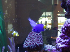 Chrysiptera parasema