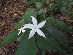 Atractocarpus hirtus