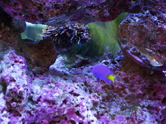 Chrysiptera parasema