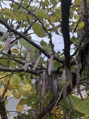 Cercis canadensis