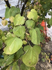 Cercis canadensis