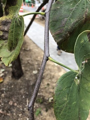 Cercis canadensis