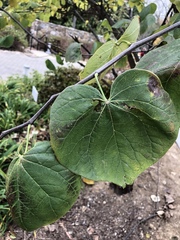 Cercis canadensis